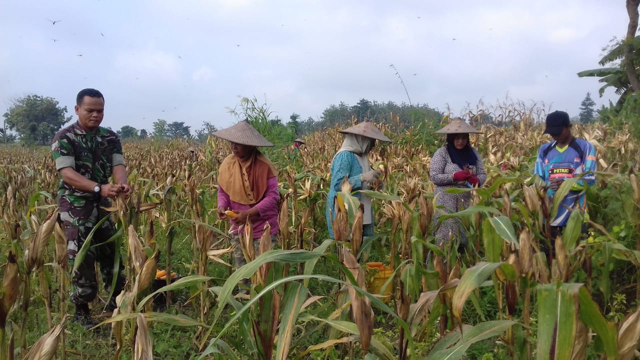 Babinsa Selalu Ada Bersama Petani
